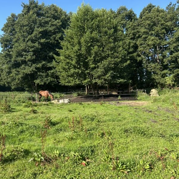 Unser Offenstall für die Berittpferde